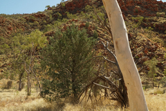 Callitris glaucophylla