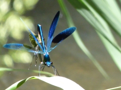 Calopteryx xanthostoma