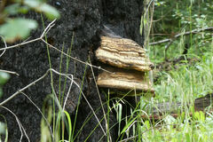 Fomitopsis schrenkii