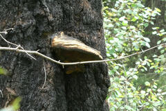 Fomitopsis schrenkii