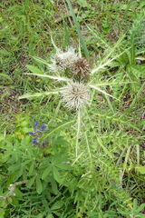 Cirsium ochrocentrum