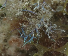 Coelothrix irregularis