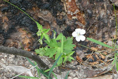 Geranium richardsonii
