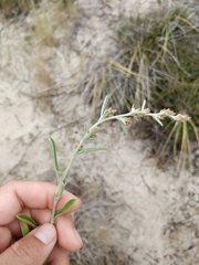 Gamochaeta simplicicaulis