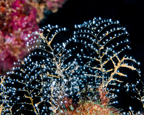 Christmas Tree Hydroid, photo 4 of 10
