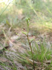 Arthrochilus prolixus