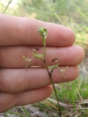 Arthrochilus prolixus