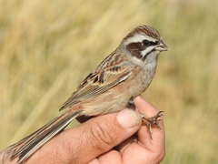 Emberiza cioides