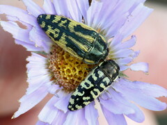 Acmaeodera solitaria