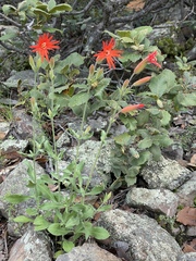 Silene laciniata