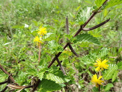 Corchorus siliquosus