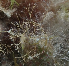 Amphiroa fragilissima