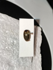 Agabus disintegratus