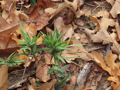 Dichanthelium laxiflorum