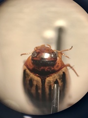 Agabus disintegratus