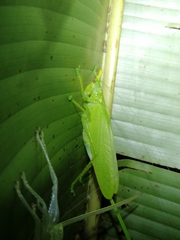 Copiphora cultricornis
