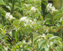 Croton heliotropiifolius