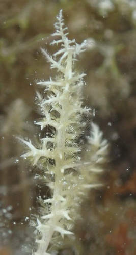 Wrightiella
