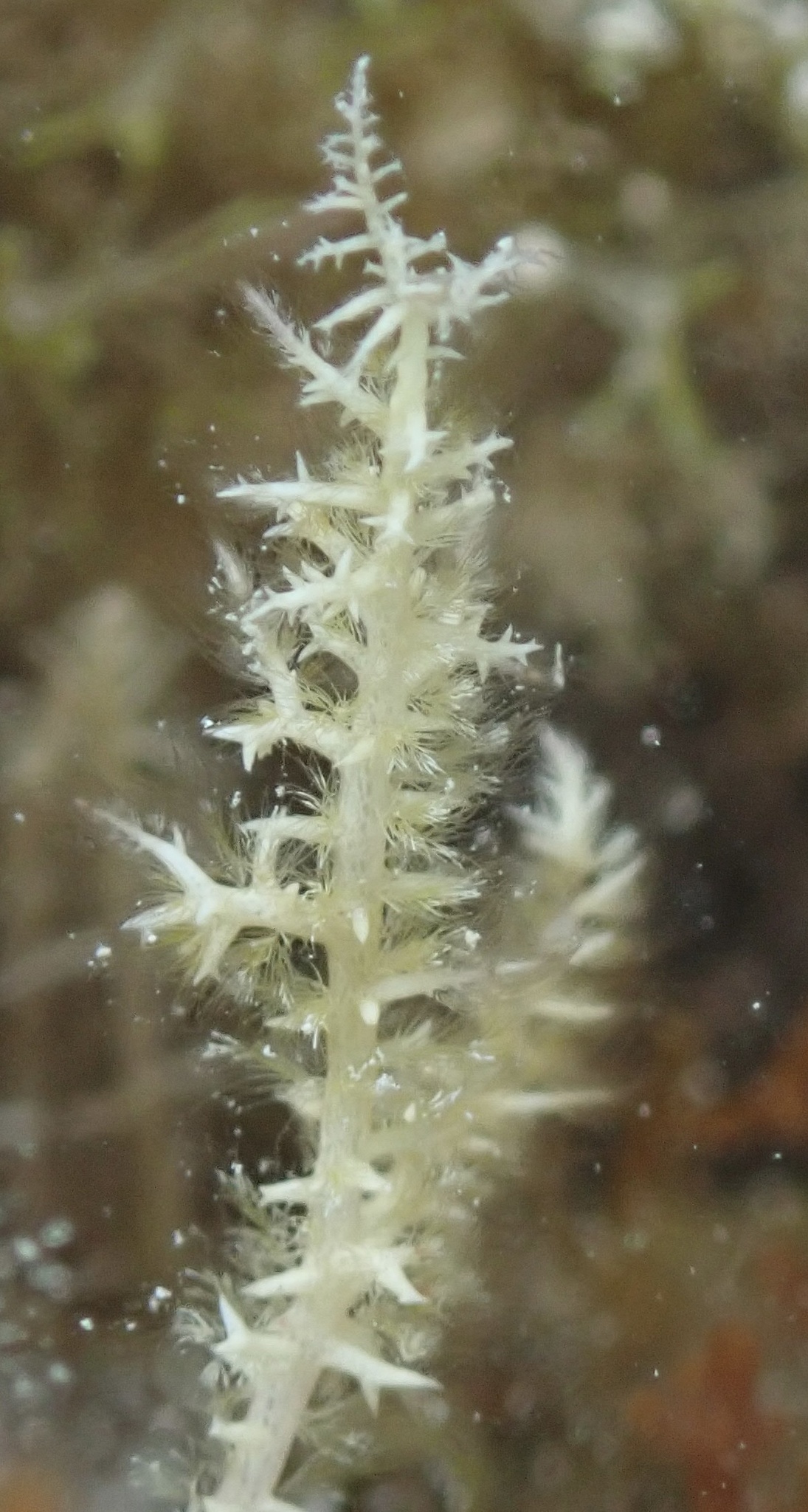 Wrightiella