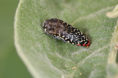 Acmaeodera haemorrhoa