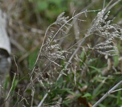 Phacelia congesta