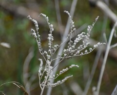 Phacelia congesta