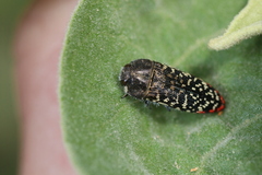 Acmaeodera haemorrhoa