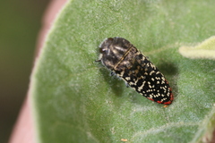 Acmaeodera haemorrhoa