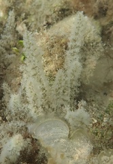Acanthophora spicifera