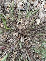 Paspalum langei