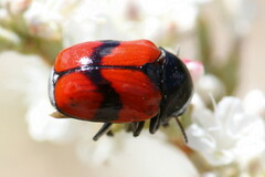 Urodera