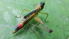 Eumastacidae