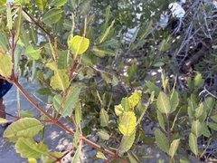 Laguncularia racemosa