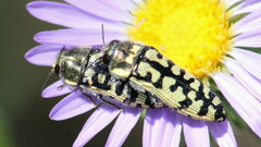 Acmaeodera solitaria