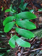 Zamia