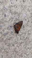 Metardaris cosinga