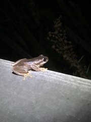 Litoria quiritatus