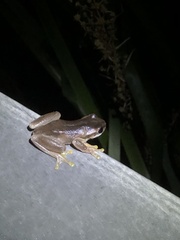 Litoria quiritatus