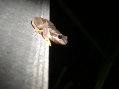 Litoria quiritatus