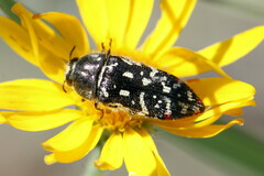 Acmaeodera rubronotata