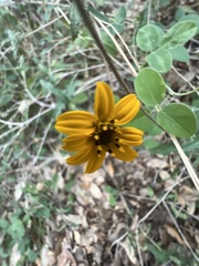 Wedelia hispida
