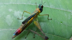 Eumastacidae