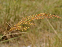 Sorghastrum pellitum
