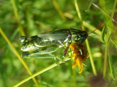 Campylacantha olivacea