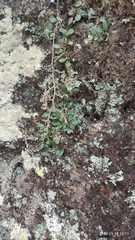Specklinia