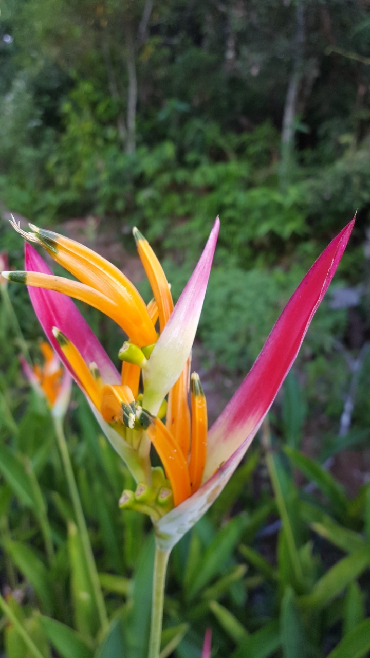 Heliconia psittacorum