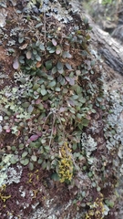 Specklinia