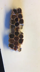 Ropalidia revolutionalis