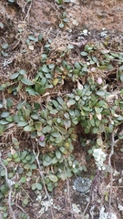 Specklinia