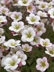 Saxifraga